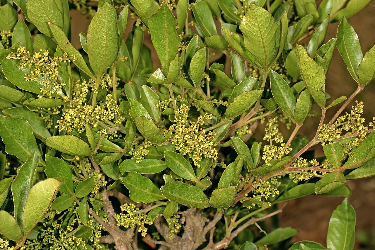 Hard-leaved currant: Searsia tumulicola var. tumulicola , male flowers; between Sudwalaskraal and Buffelskloof Nature Reserve, Mpumalanga, South Africa