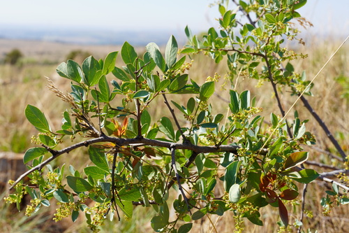 Blue currant (Searsia zeyheri)