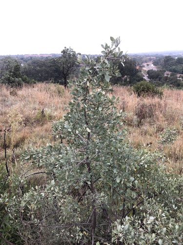 Blue currant (Searsia zeyheri)