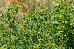 Blue currant (Searsia zeyheri)