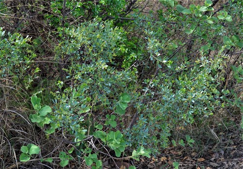 Blue currant (Searsia zeyheri)