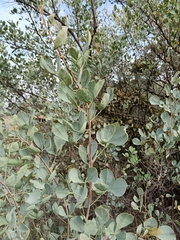 Blue currant (Searsia zeyheri)