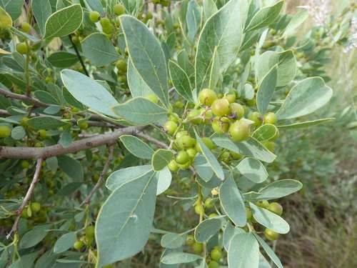 Blue currant (Searsia zeyheri)