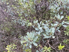Blue currant (Searsia zeyheri)