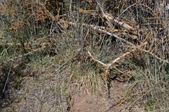 African rye (Secale africanum)