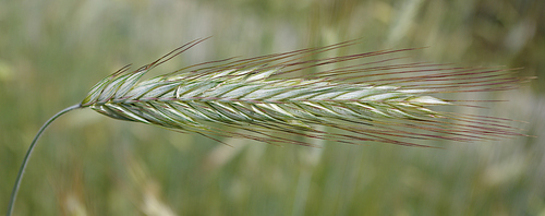 Rye (Secale cereale)