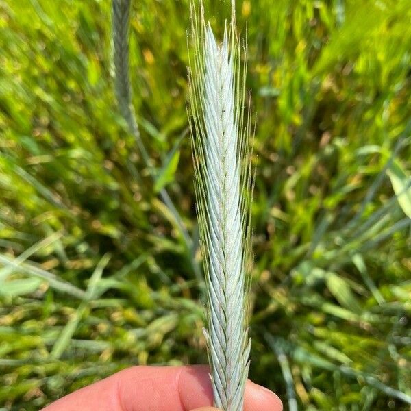 Rye (Secale cereale)