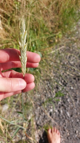 Rye (Secale cereale)