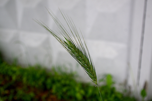 Rye (Secale cereale)