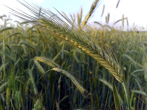 Rye: an ear of rye