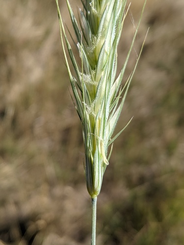 Rye (Secale cereale)