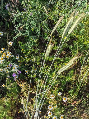 Rye (Secale cereale)