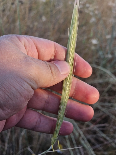 Rye (Secale cereale)
