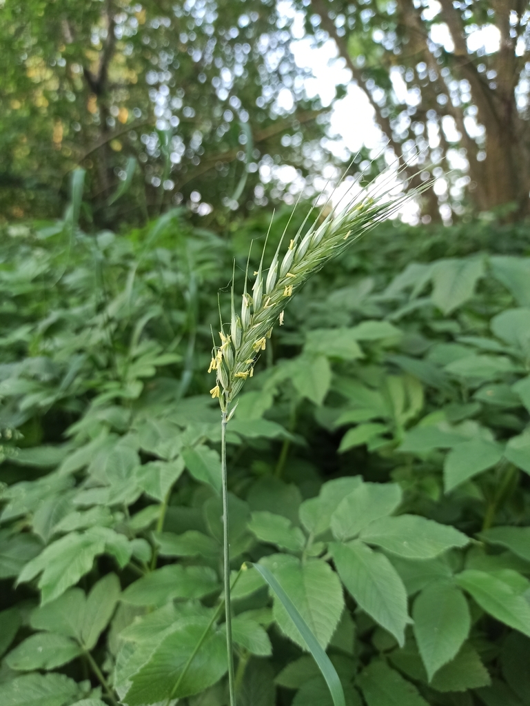 Rye (Secale cereale)