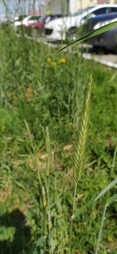 Rye (Secale cereale)