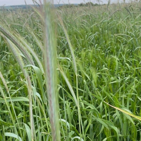 Rye (Secale cereale)