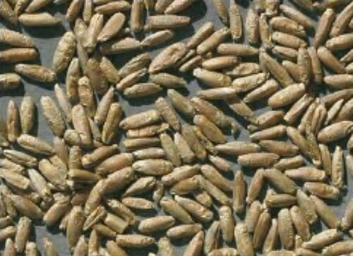 Secale strictum: Grains of Secale montanum Guss.