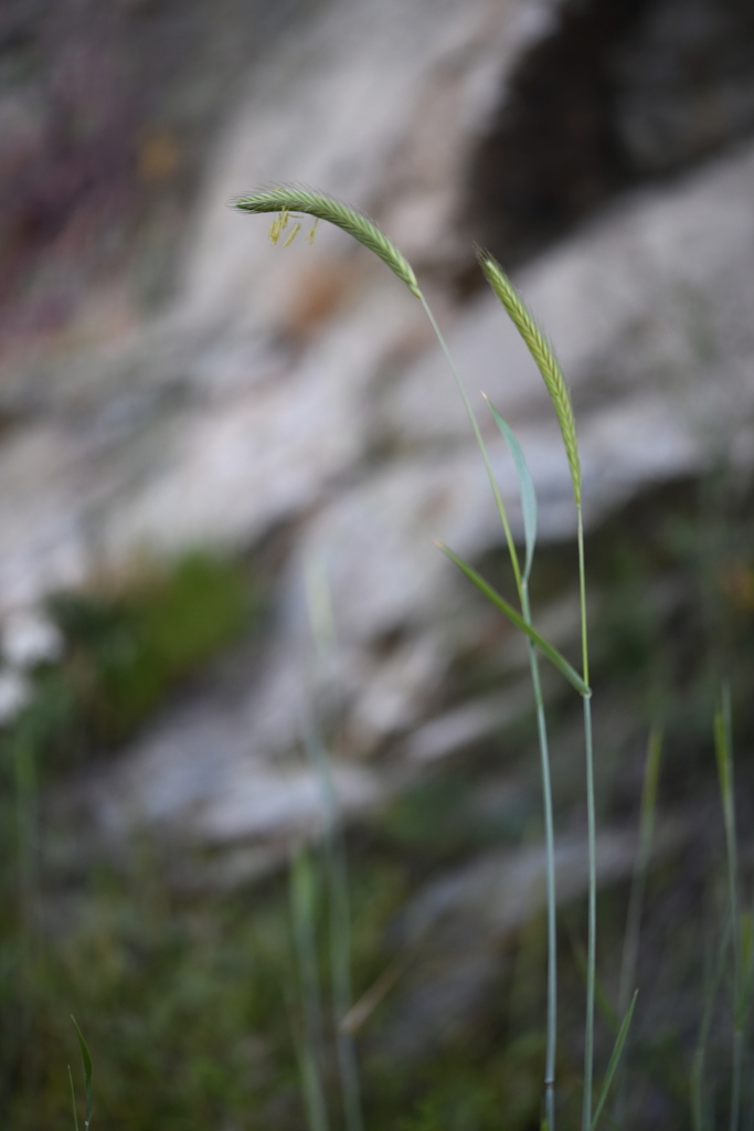 Secale strictum (Secale strictum)