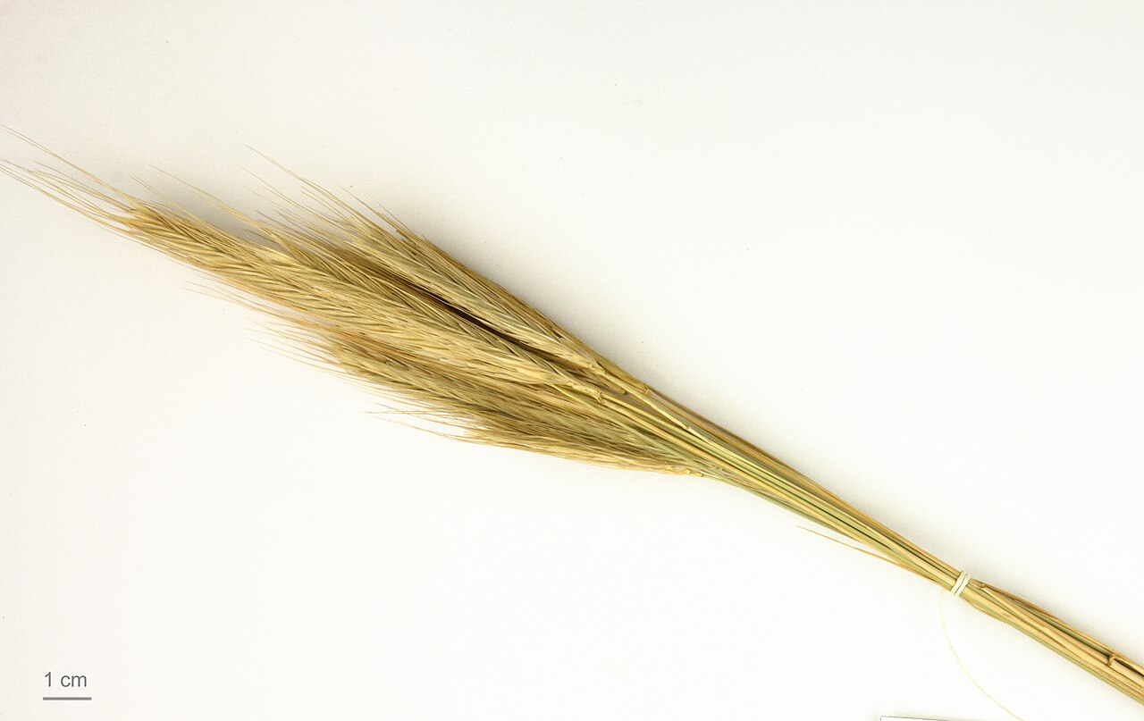 Secale strictum: Secale strictum , seeds