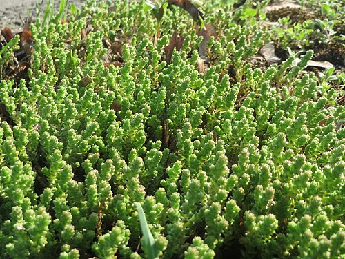 Biting stonecrop: Scharfer Mauerpfeffer ( Sedum acre ) in Hockenheim - häufig an sonnigen Straßen- und Wegrändern. Auch ohne Blüte leicht zu unterscheiden von der nahe verwandten