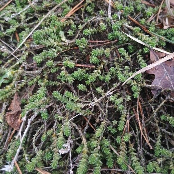 Biting stonecrop (Sedum acre)
