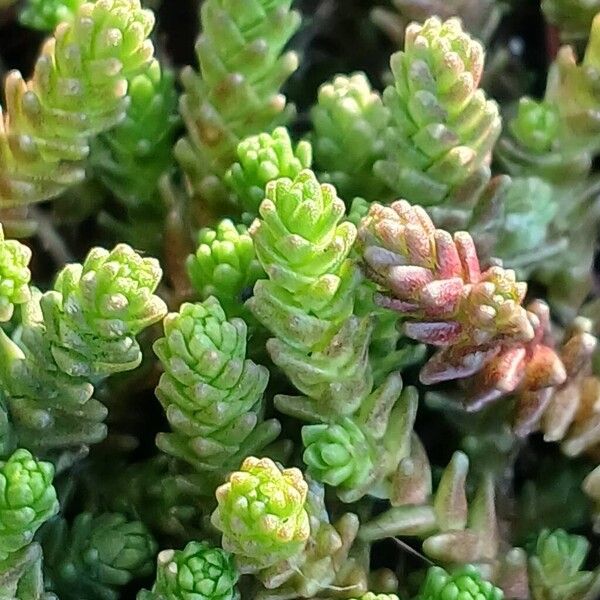 Biting stonecrop (Sedum acre)