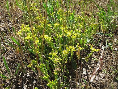 Biting stonecrop: Scharfer Mauerpfeffer ( Sedum acre ) auf einer Streuobstwiese in Hockenheim