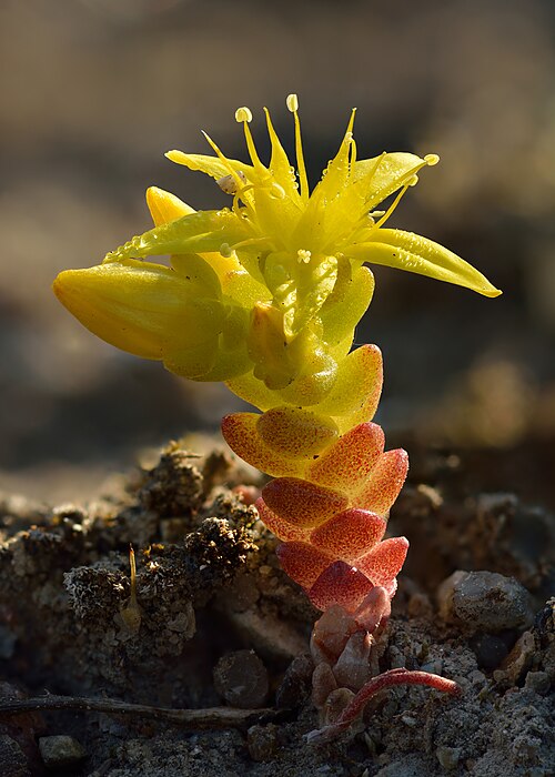Biting stonecrop: Goldmoss stonecrop