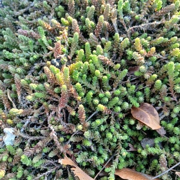 Biting stonecrop (Sedum acre)