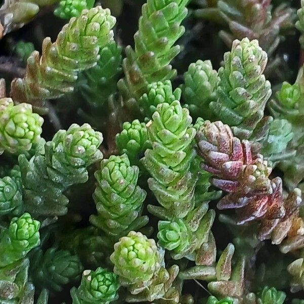 Biting stonecrop (Sedum acre)
