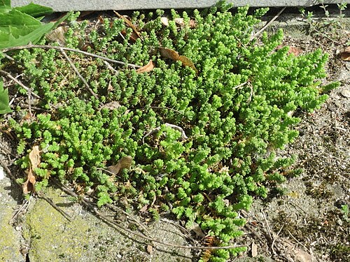 Biting stonecrop: Ritzen-Botanik: Scharfer Mauerpfeffer ( Sedum acre ) in Hockenheim