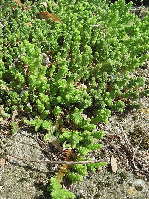 Biting stonecrop: Ritzen-Botanik: Scharfer Mauerpfeffer ( Sedum acre ) in Hockenheim