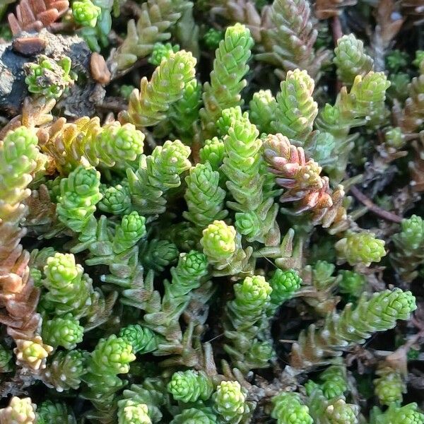 Biting stonecrop (Sedum acre)