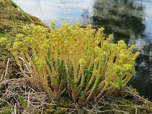 Biting stonecrop: Scharfer Mauerpfeffer ( Sedum acre ) im Landschaftsschutzgebiet Hockenheimer Rheinbogen