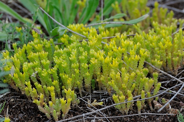 Biting stonecrop: Scharfer Mauerpfeffer im Mainzer Sand, aufgenommen am 06.01.2014