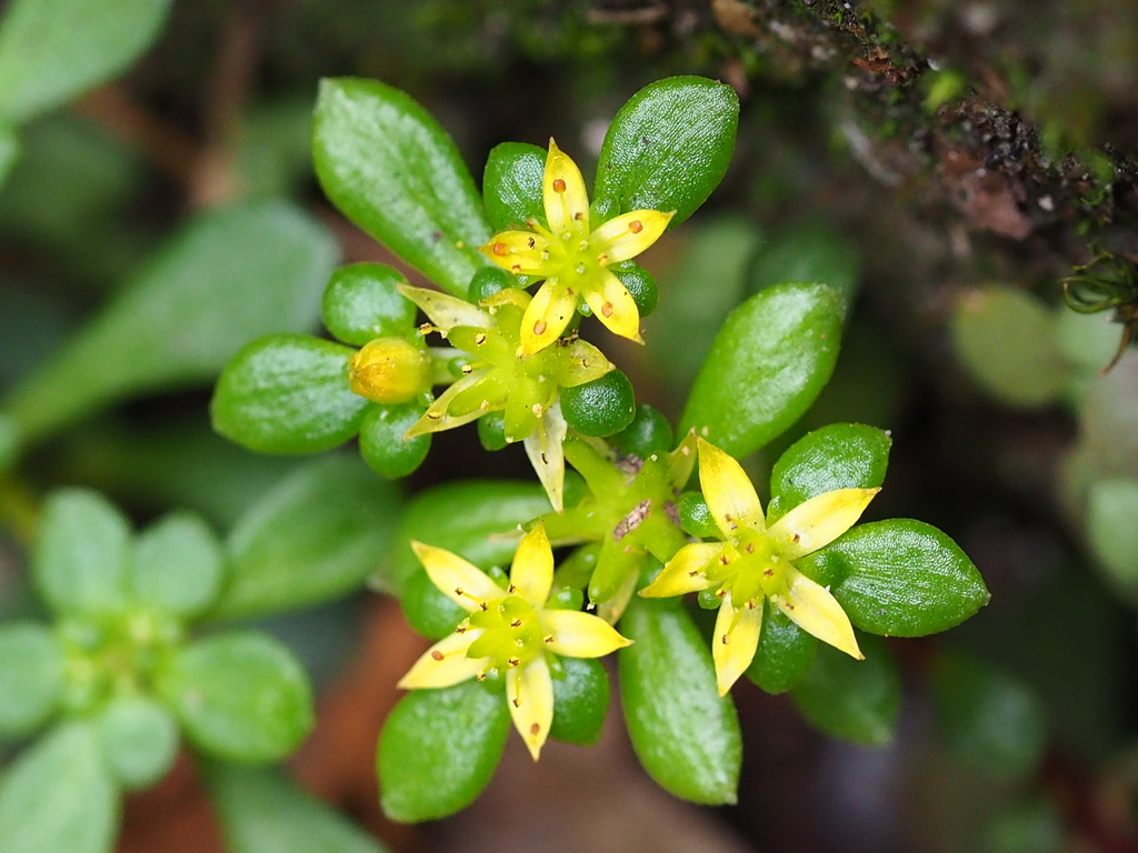Sedum actinocarpum (Sedum actinocarpum)