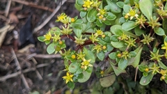 Sedum actinocarpum (Sedum actinocarpum)