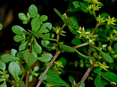 Sedum actinocarpum (Sedum actinocarpum)