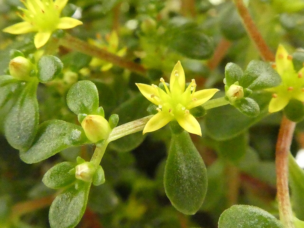 Sedum actinocarpum: Sedum actinocarpum