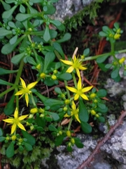 Sedum actinocarpum (Sedum actinocarpum)