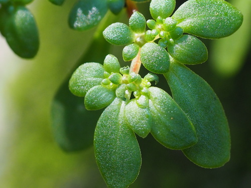 Sedum actinocarpum (Sedum actinocarpum)