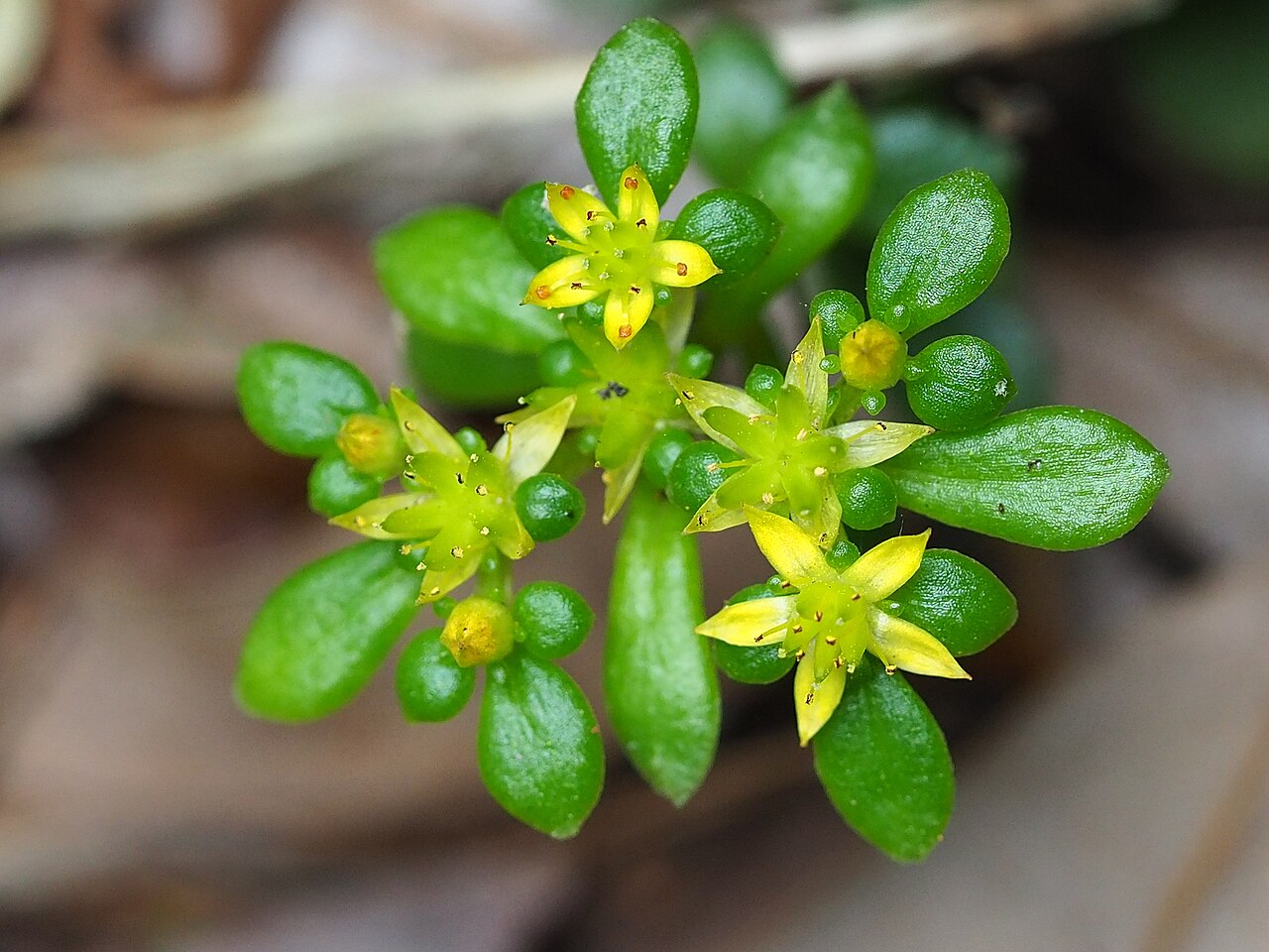 Sedum actinocarpum: Sedum actinocarpum in Taiwan