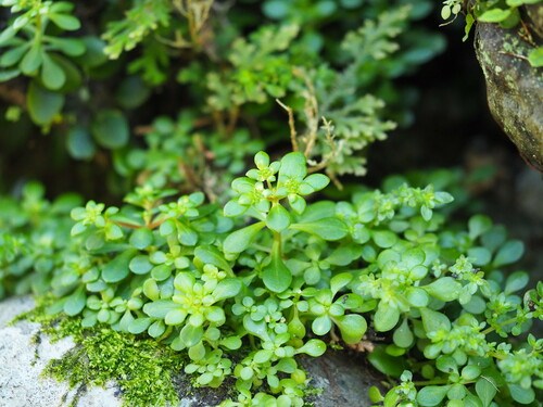 Sedum actinocarpum (Sedum actinocarpum)