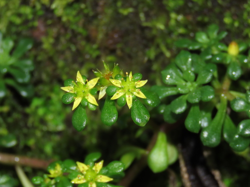 Sedum actinocarpum (Sedum actinocarpum)