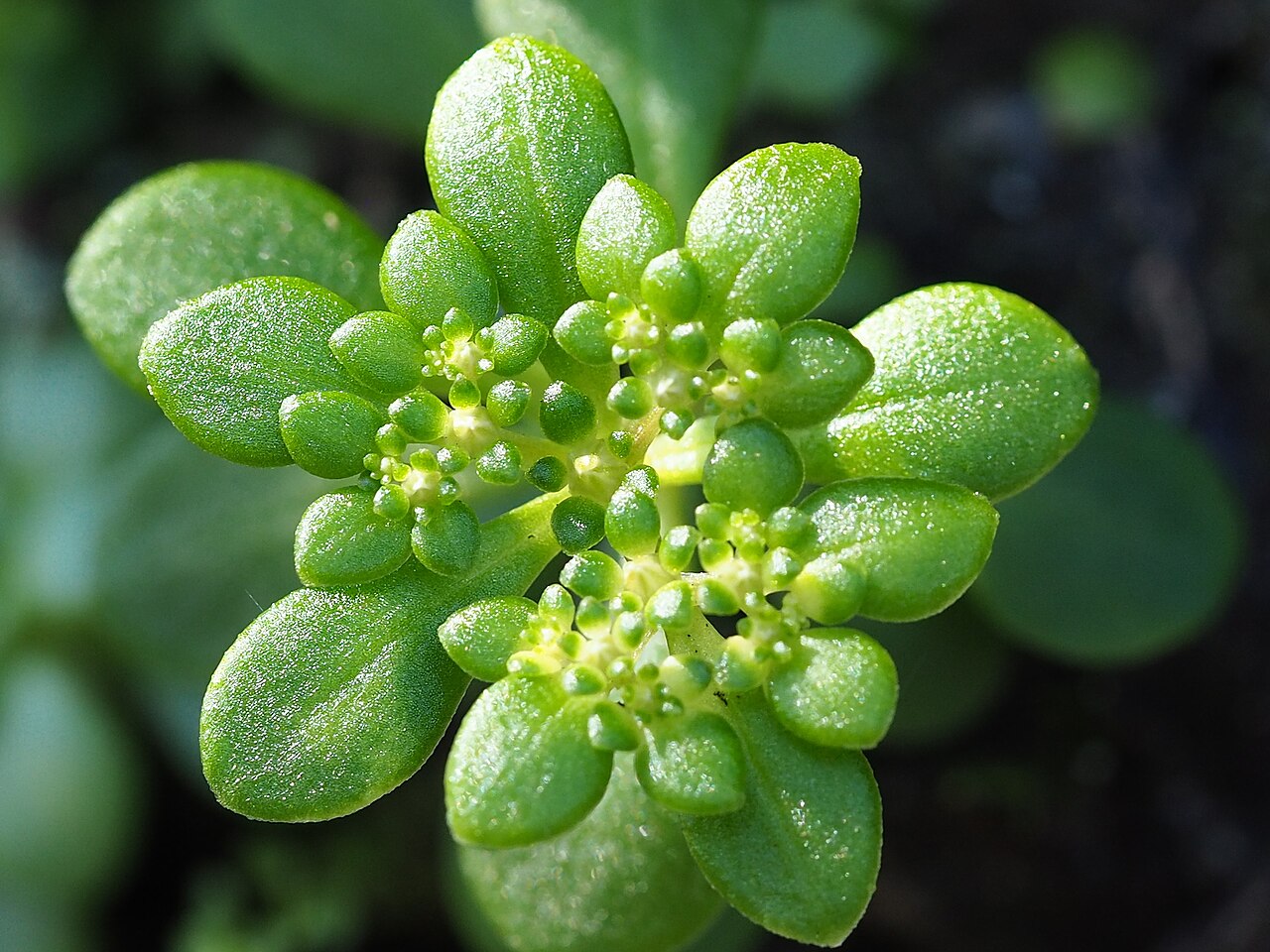 Sedum actinocarpum: Sedum actinocarpum in Taiwan