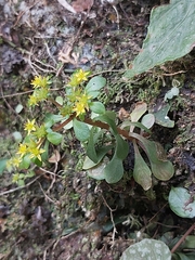 Sedum actinocarpum (Sedum actinocarpum)