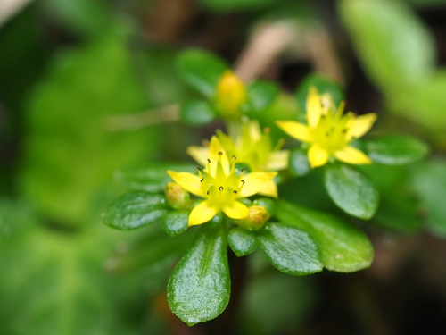 Sedum actinocarpum (Sedum actinocarpum)