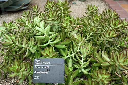 Sedum adolphii: Sedum adolphii in greenhouses of Montreal Botanical Garden , Montreal, Quebec