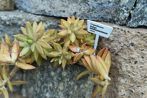 Sedum adolphii: Crassulaceaeː Sedum nussbaumerianum at the Marsh Botanical Garden.