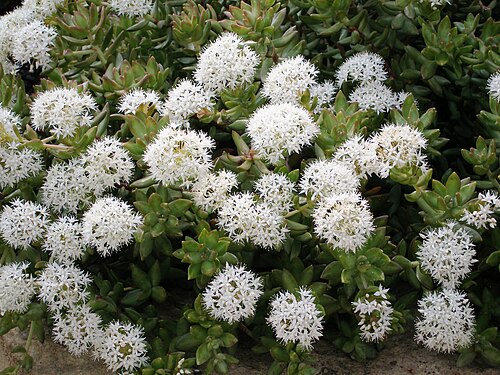 Sedum adolphii: Specimen in cultivation at the Royal Botanic Gardens, Kew, United Kingdom.